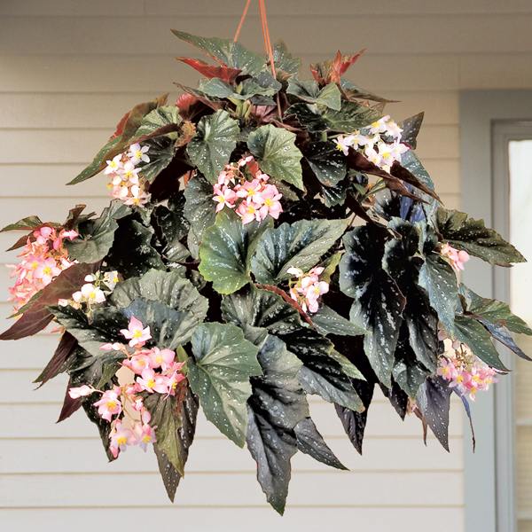 Begonia 'Kay Slowey'