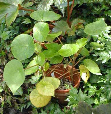 Begonia kellermanii