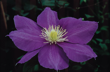 Clematis 'Ken Donson'