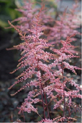 Astilbe 'Key Biscayne'