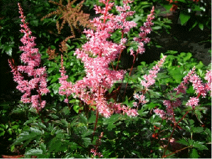 Astilbe 'Key West'