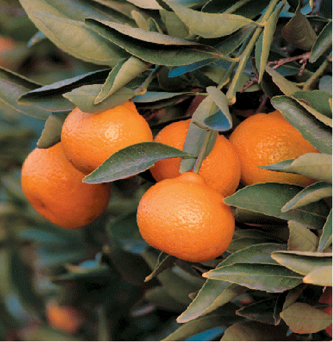 KIshu Seedless Mandarin (Citrus reticulata 'Seedless Kishu')