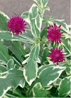 Knautia 'Thunder & Lightning'