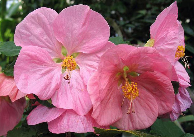Flowering Maple 'Kristen's Pink' 