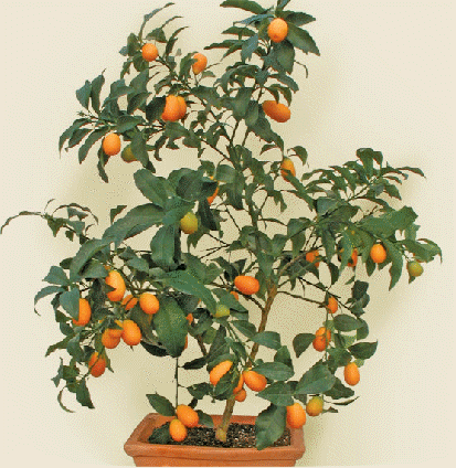 Kumquat