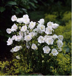Campanula persicifolia 'La Bonne Amie'