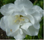 Campanula persicifolia 'La Bonne Amie'