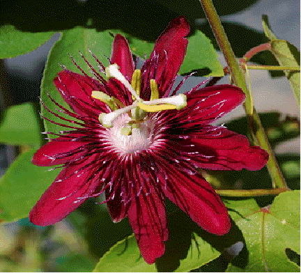 Passion flower 'Lady Margaret'