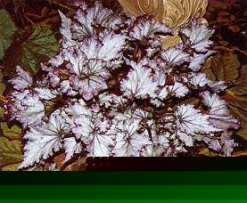 Begonia 'Lalomie'