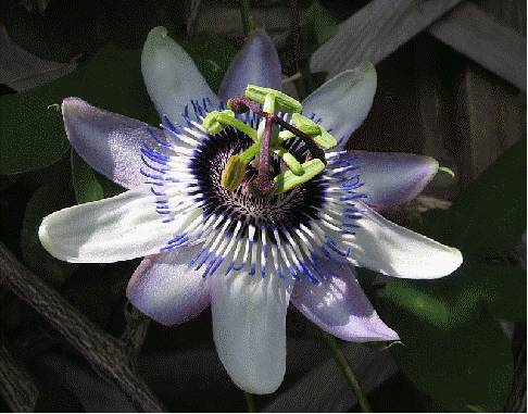 Passion Flower 'Lambiekins'