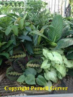 Large Dish Garden