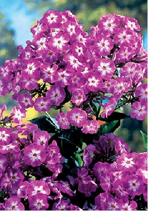 Phlox 'Laura'