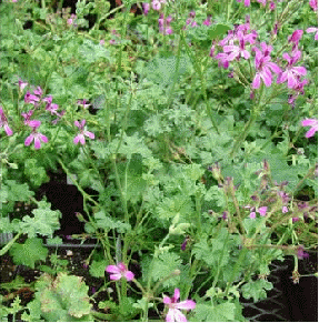 Lavender Lad Scented Geranium
