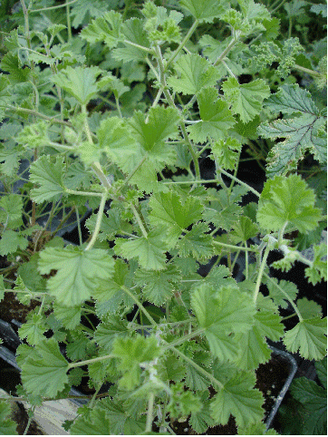 Lemon Crispum Scented Geranium, Pelargonium crispum