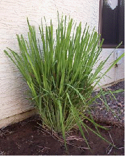 Lemon grass