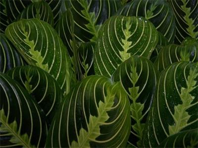 White-Veined Prayer Plant