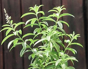 Lemon Verbena