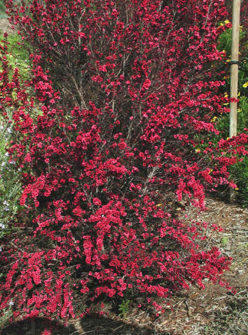 New Zealand Tea Tree 'Ruby Glow' (Leptospermum scoparium)