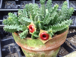 Life Saver Plant