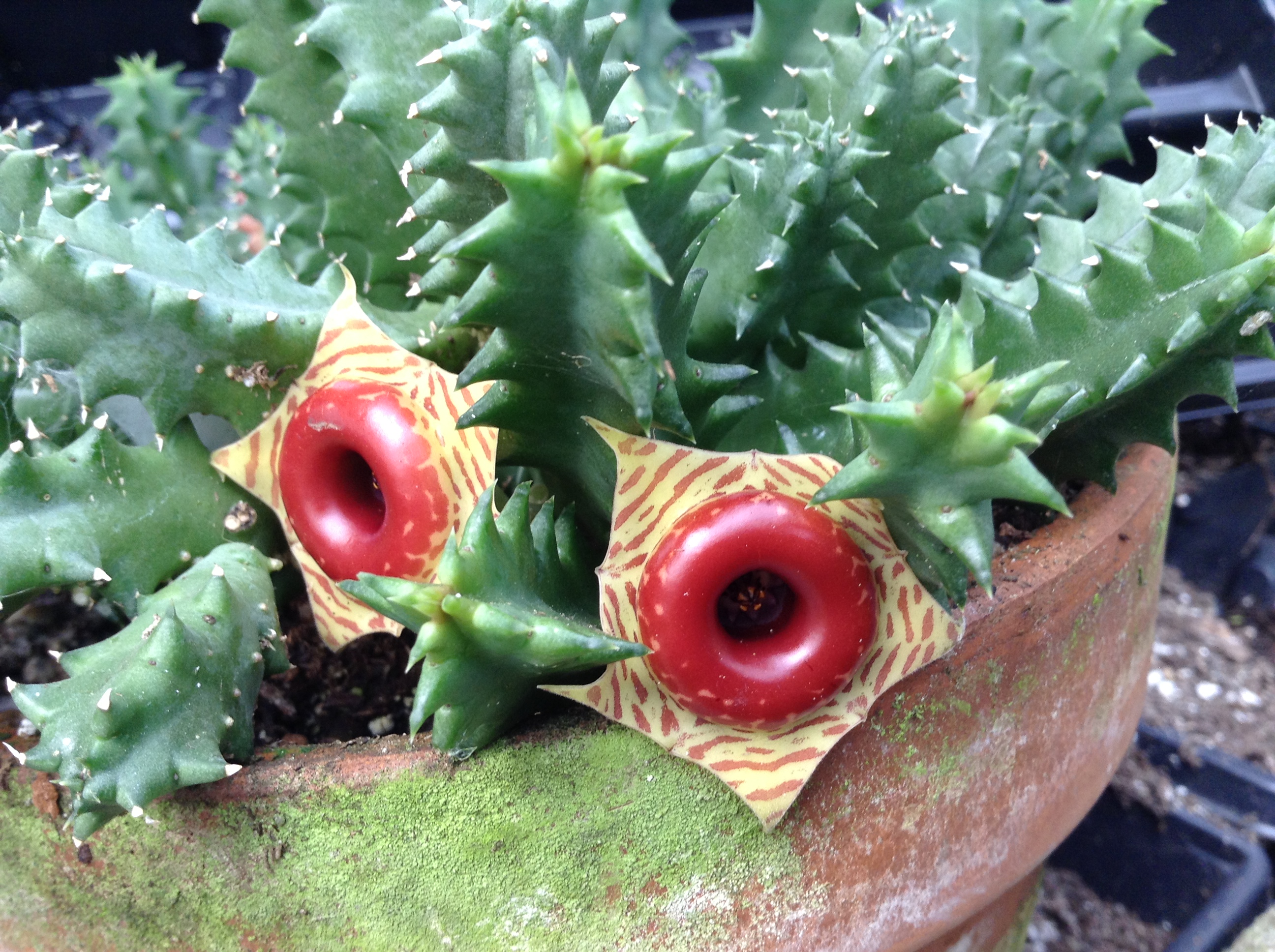 Life Saver Plant