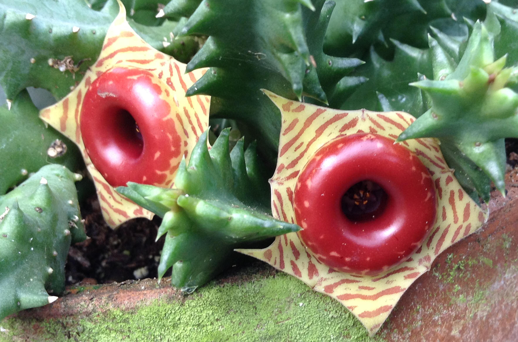 Life Saver Plant