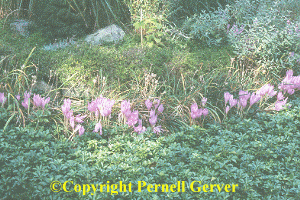 Mass planting of Colchicum 'Lilac Wonder'