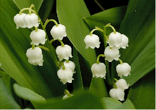 Lily-of-the-Valley