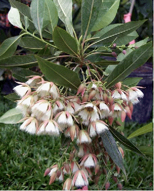 Lily of the Valley tree, Elaeocarpus grandiflorus