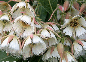 Lily of the valley tree flowers close up