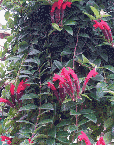 Lipstick plant