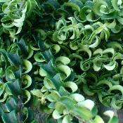 Twisted Lipstick Plant (Aeschynanthus 'Rasta')