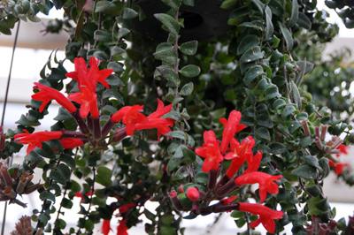 Twisted Lipstick Plant (Aeschynanthus 'Rasta')