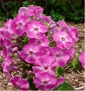 Phlox 'Little Boy'