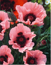 Oriental poppy 'Little Candyfloss'