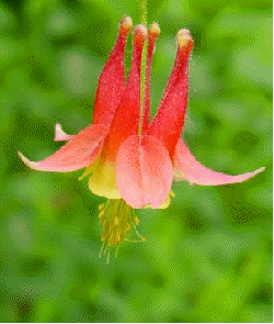 Columbine 'Little Lanterns'
