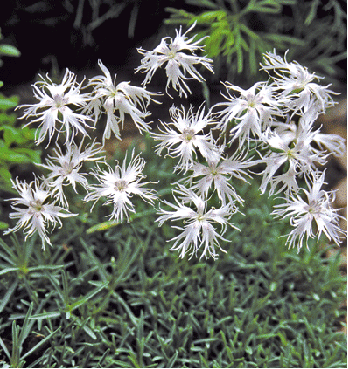 Dianthus 'Little Maiden'