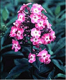 Phlox 'Little Princess'
