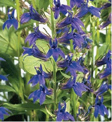 Lobelia 'Fan Blue'