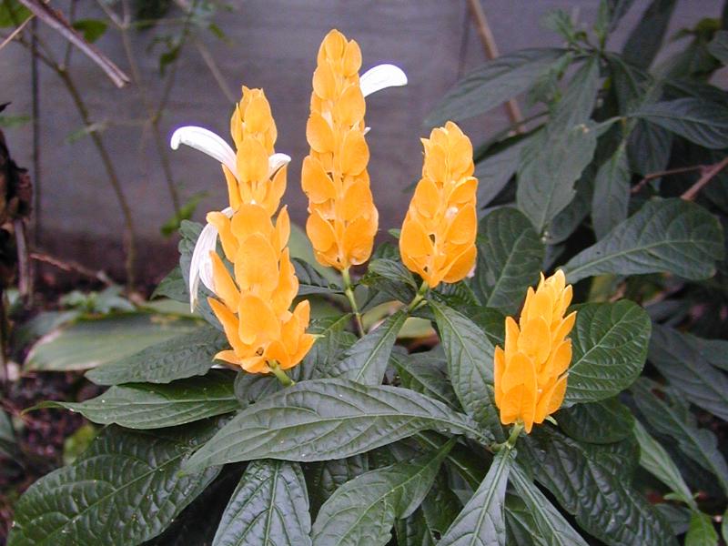 Lollipop Plant