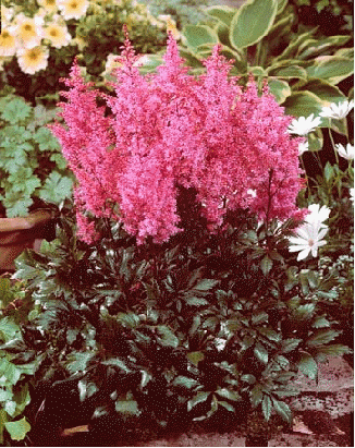 Astilbe 'Lollypop'
