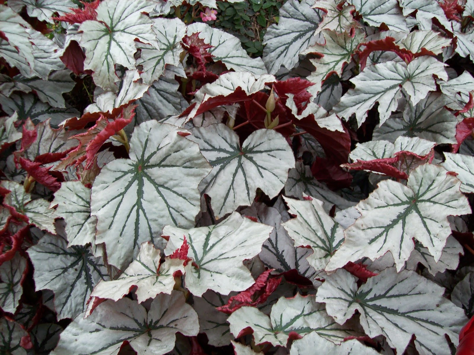Begonia 'Looking Glass'