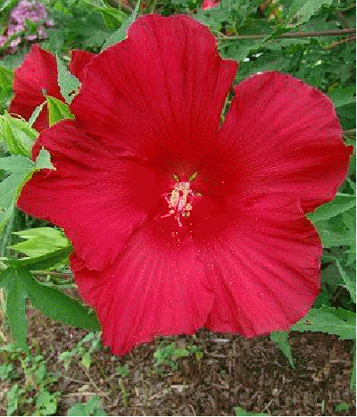 Hibiscus 'Lord Baltimore'