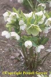 Lenten rose