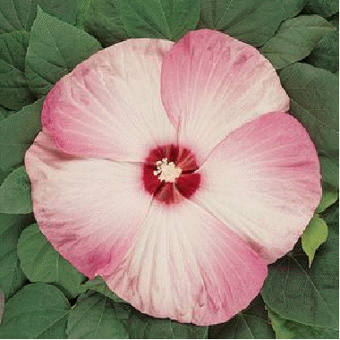 Hibiscus 'Luna Pink Swirl'