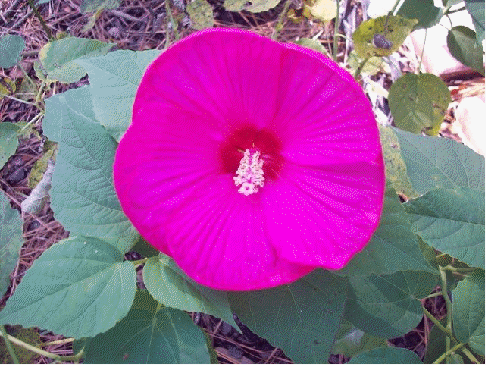 Hibiscus 'Luna Rose'