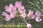 Colchicum 'Lilac Wonder'