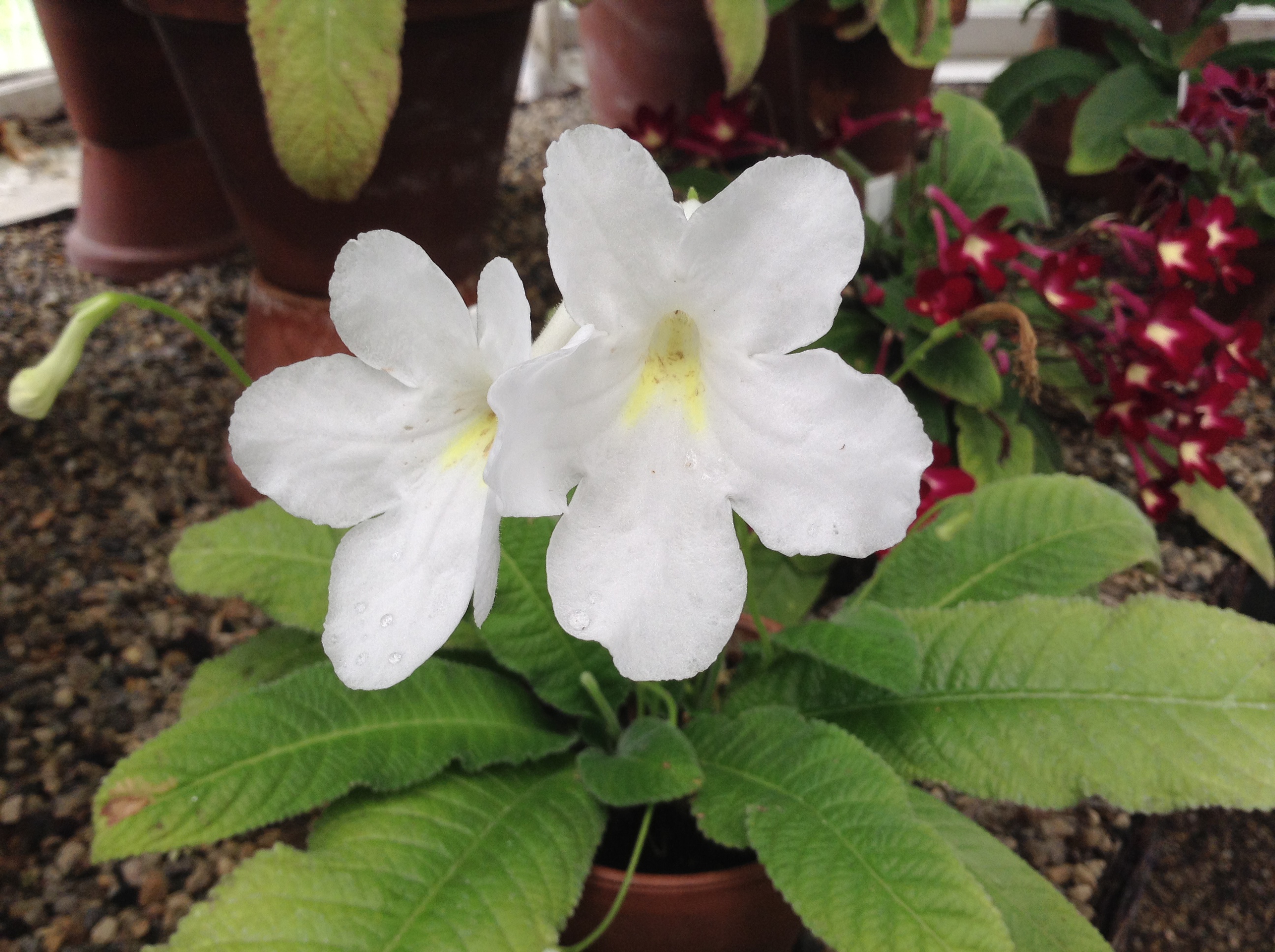 Streptocarpus 'Maasen's White'