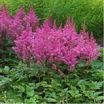 Astilbe 'Maggie Daley'