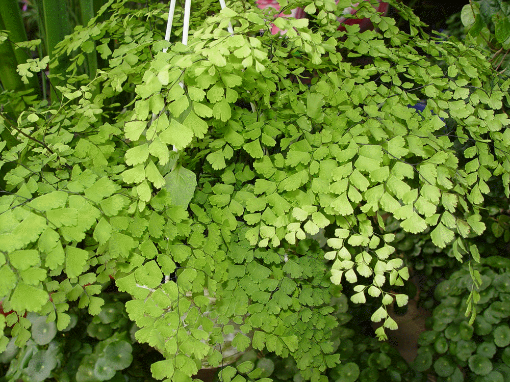 House plant Maidenhair Fern