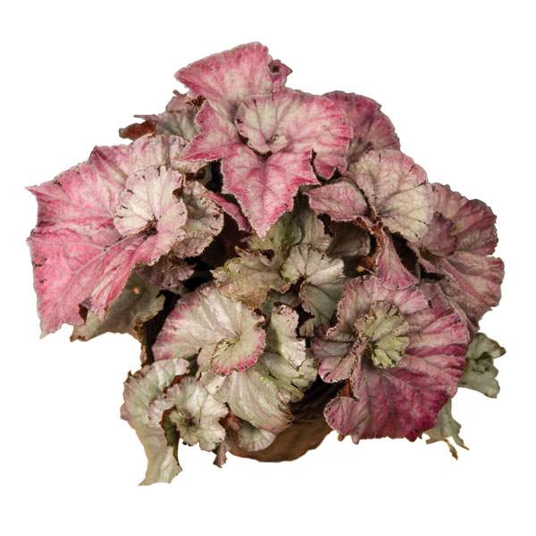 Begonia 'Maid Marion'